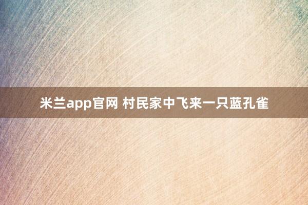 米兰app官网 村民家中飞来一只蓝孔雀